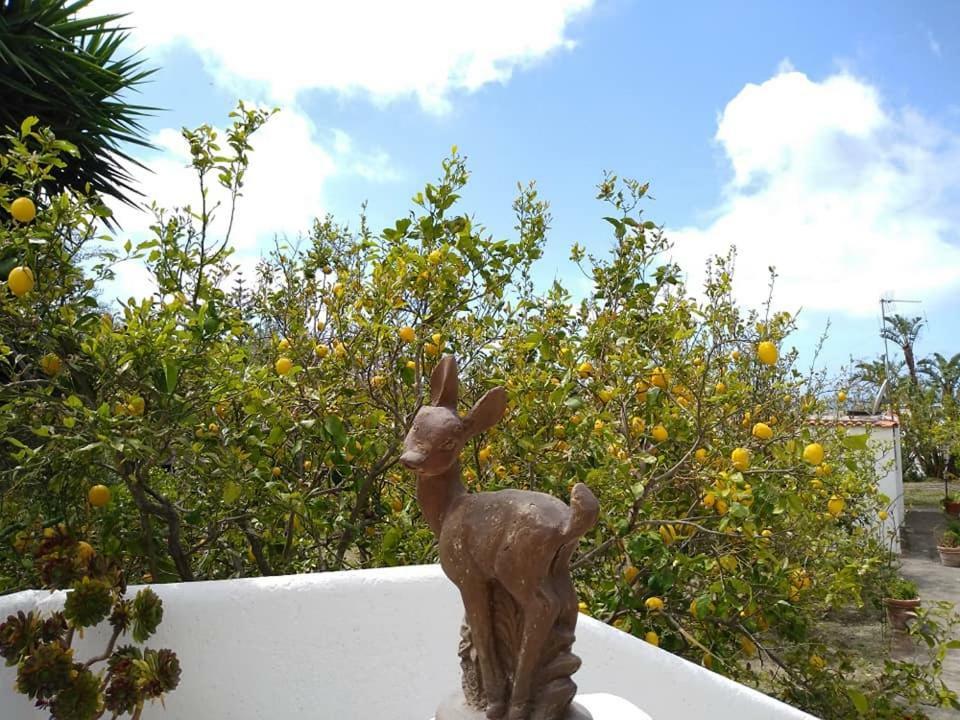 Residence Limoneto Ischia Forio di Ischia Buitenkant foto