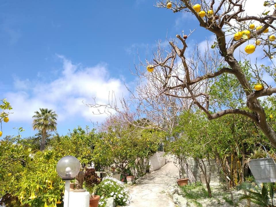 Residence Limoneto Ischia Forio di Ischia Buitenkant foto